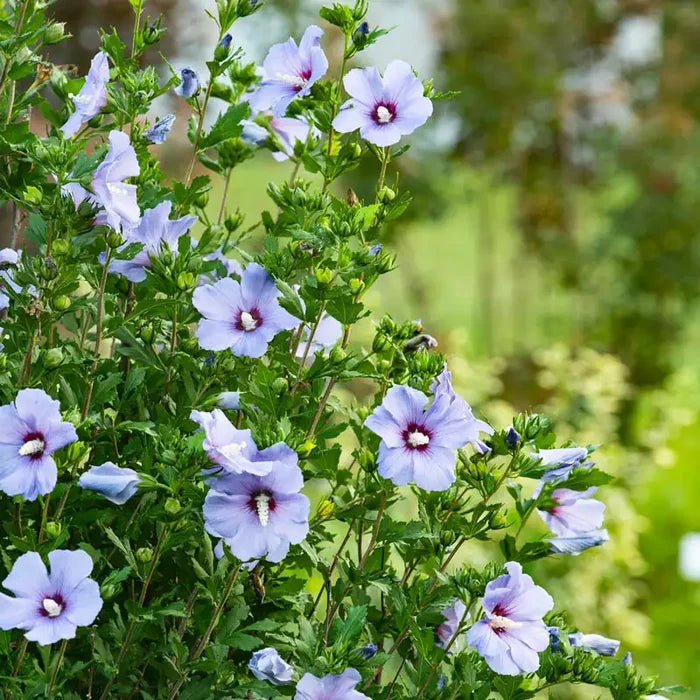 Bluebird Hibiscus Plant