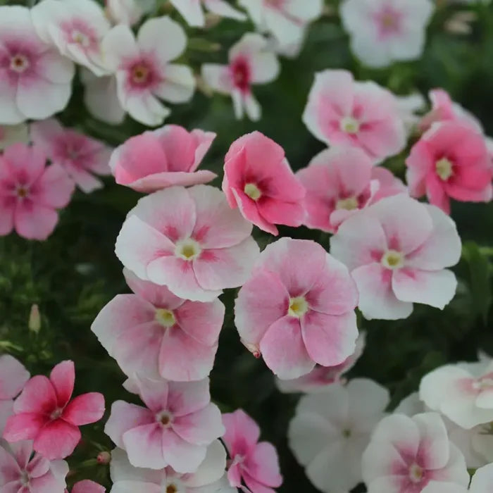 Blushing Bride Phlox