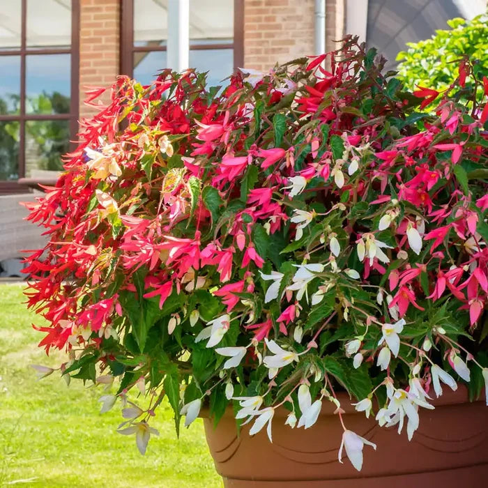 Boliviensis (Hanging) Begonia Mix