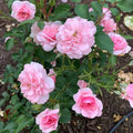 Bonica® Shrub Rose