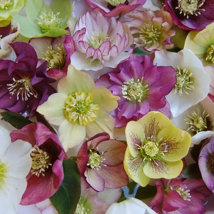 Brandywine Hellebore Mix