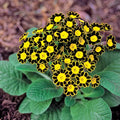 Bumble Bee Primrose