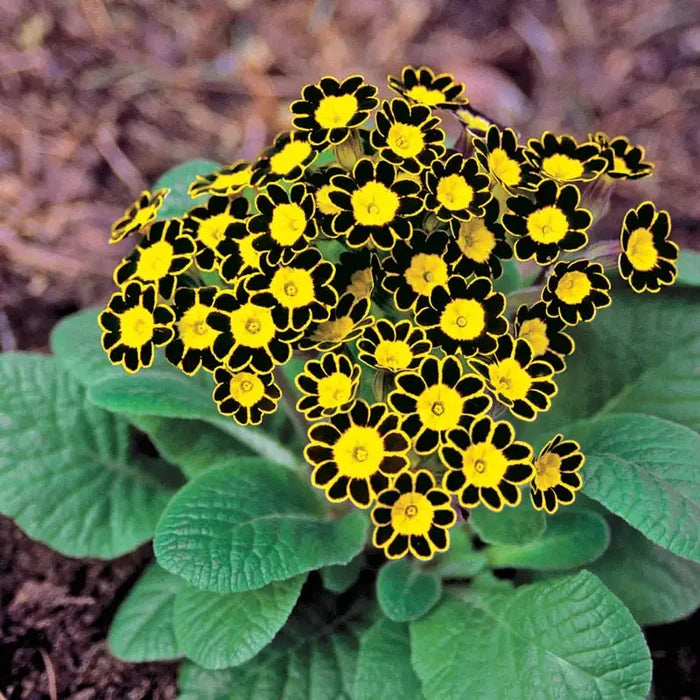 Bumble Bee Primrose