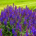 Bumbleblue Salvia