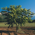 Butternut Tree