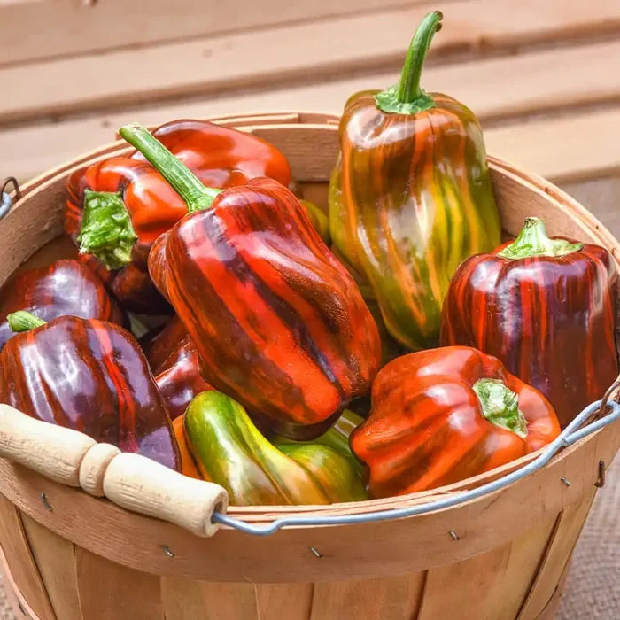 Candy Cane Chocolate Cherry Hybrid Sweet Pepper