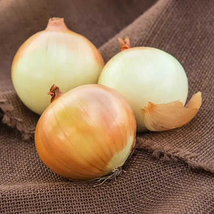 Candy Onion Hybrid