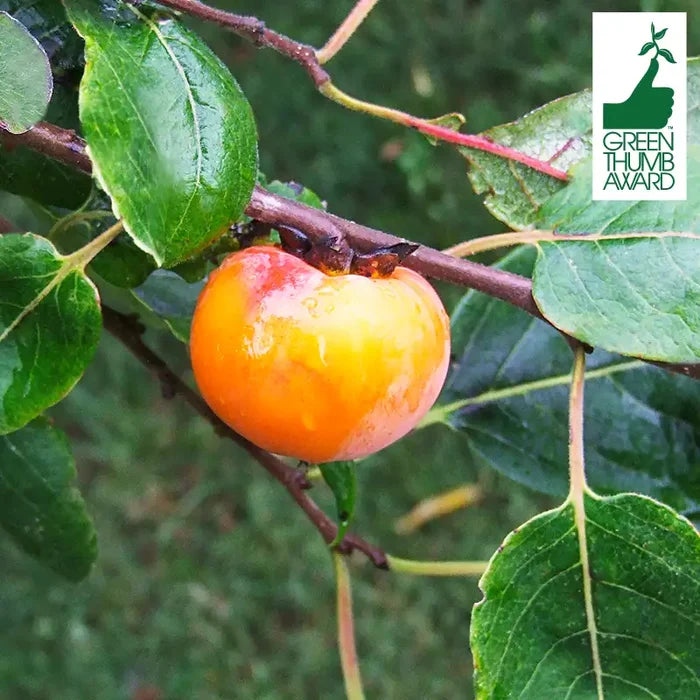 Caramel Cocktail American Persimmon