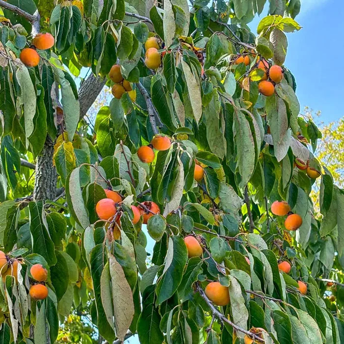 Caramel Cocktail American Persimmon