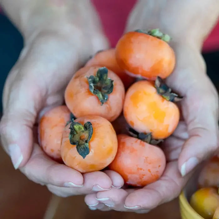 Caramel Cocktail American Persimmon