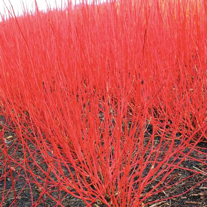 Cardinal Red Twig Dogwood Hedge Bundle
