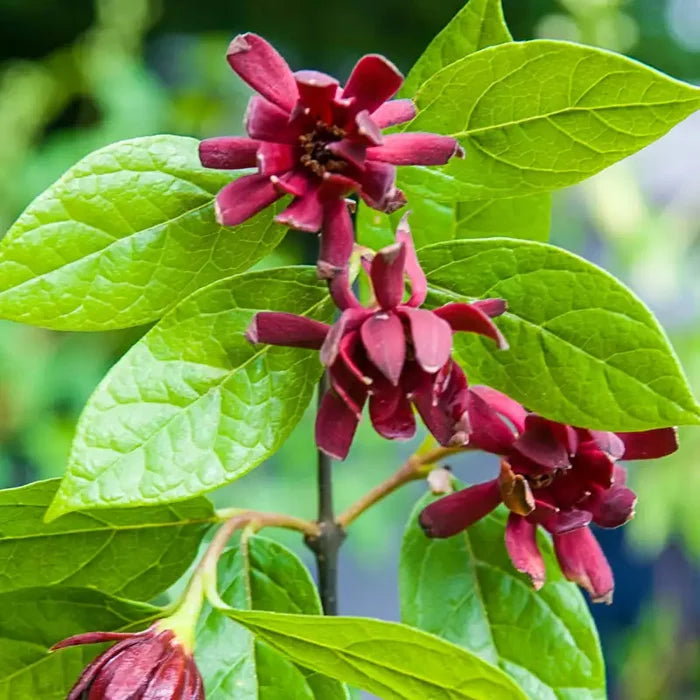 Carolina Allspice Plant