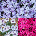 Carpet Phlox Mix
