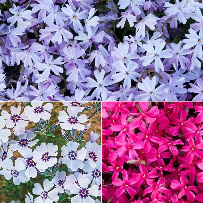 Carpet Phlox Mix