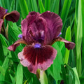 Cat's Eye Dwarf Bearded Iris
