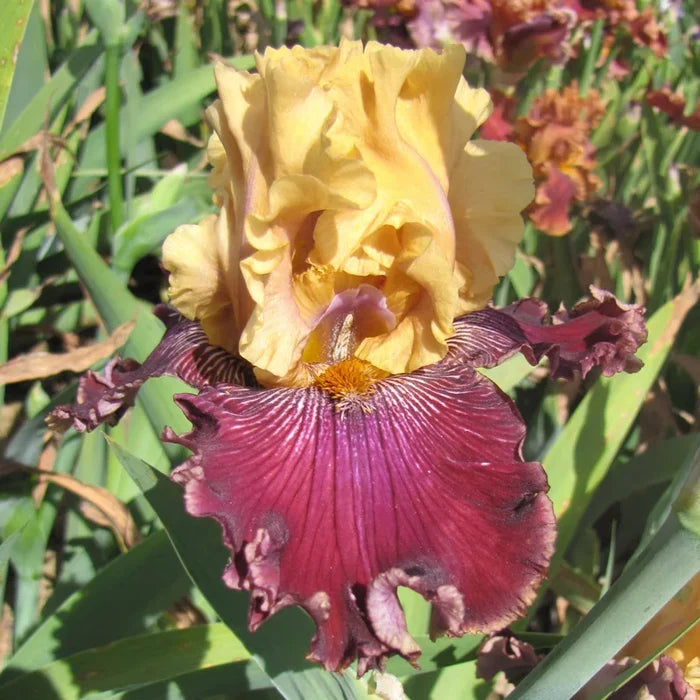 Catwalk Bearded Iris