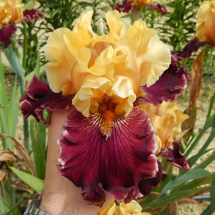 Catwalk Bearded Iris
