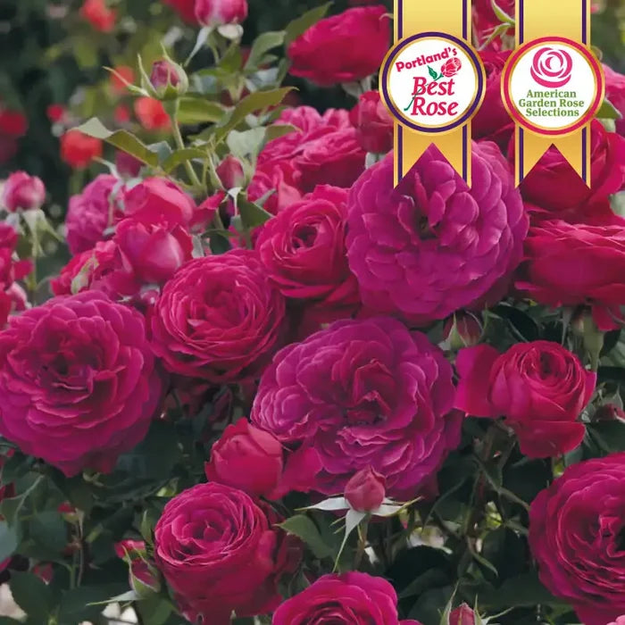 Celestial Night® Floribunda Rose