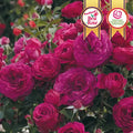 Celestial Night® Floribunda Rose