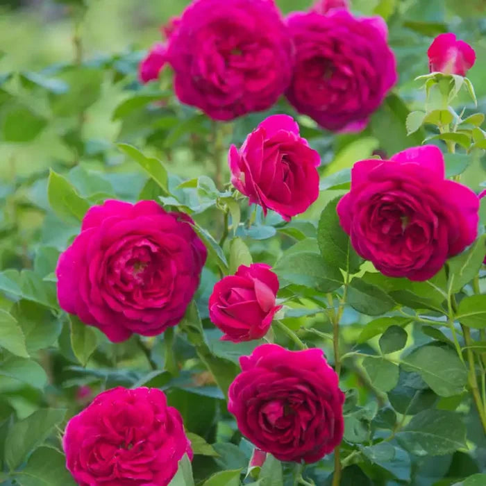 Celestial Night® Floribunda Rose