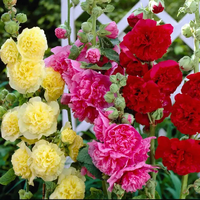 Chater's Double Hollyhock Collection