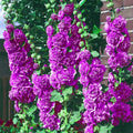 Chater's Double Violet Hollyhock