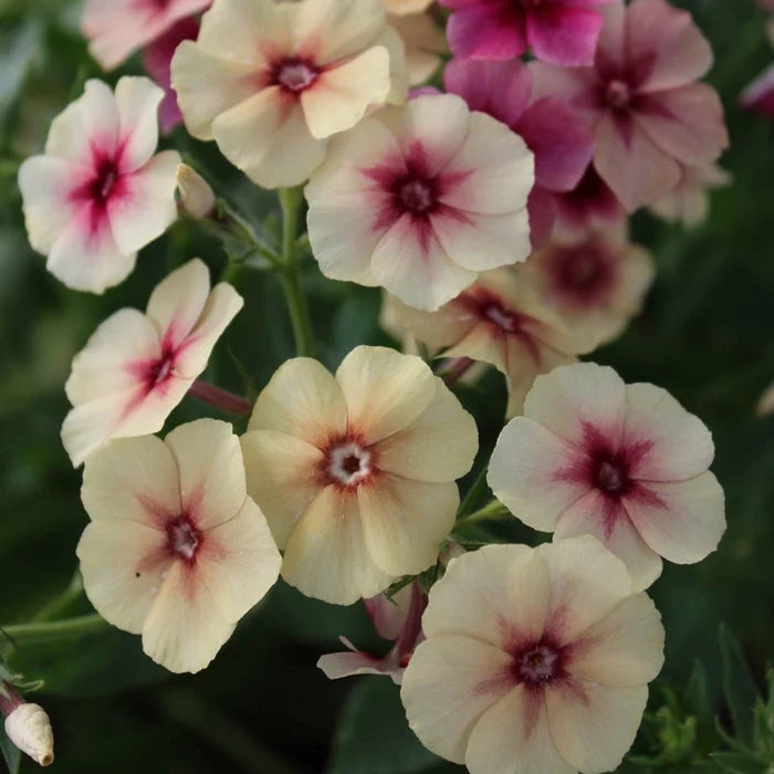 Cherry Caramel Phlox