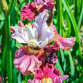 Cherry Fling Siberian Iris