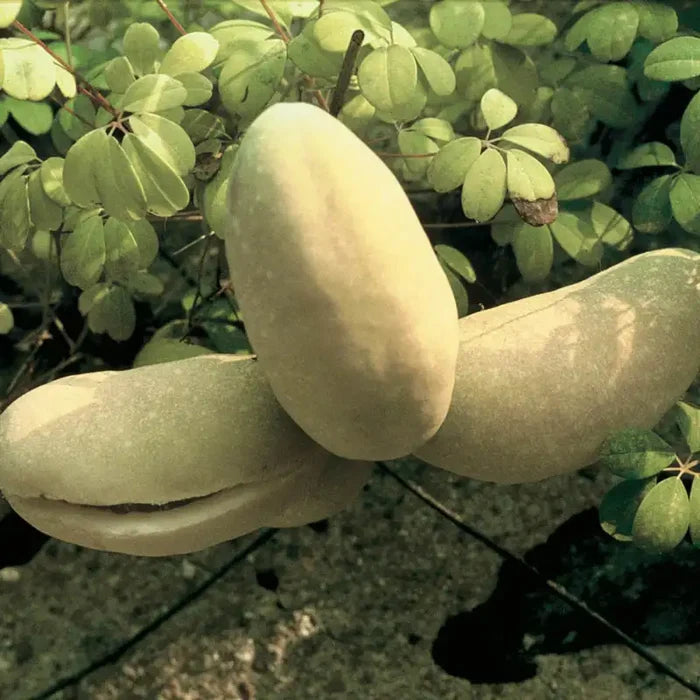 Chocolate Vine