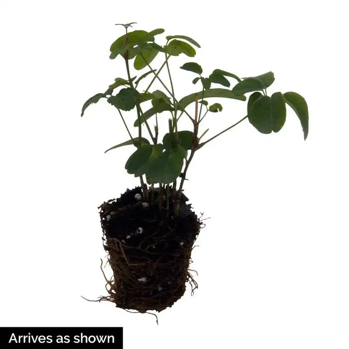 Chocolate Vine