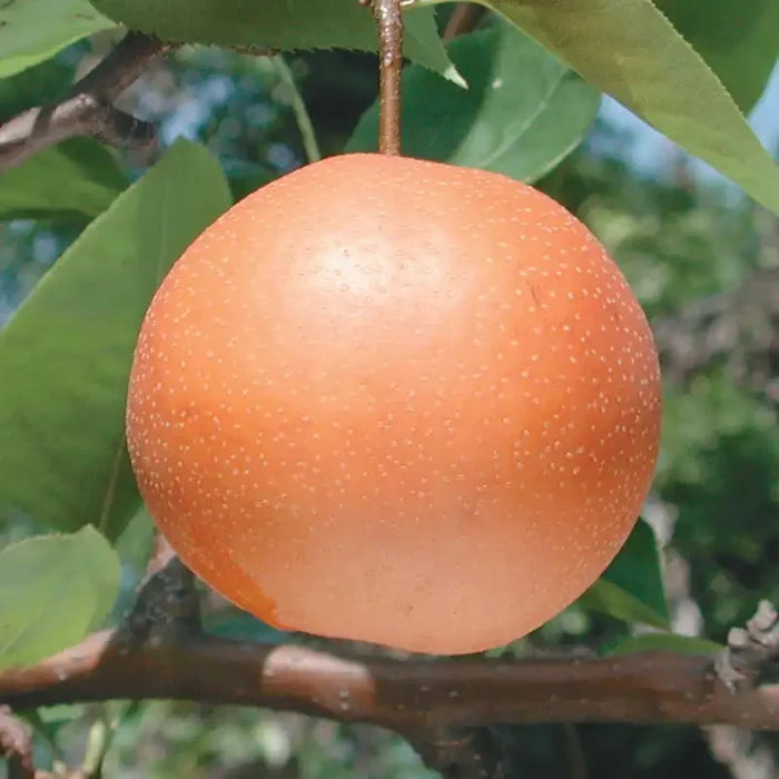 Chojuro Asian Pear Tree