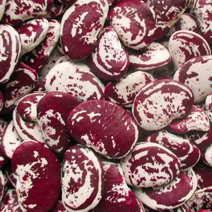 Christmas Lima Pole Bean Seed
