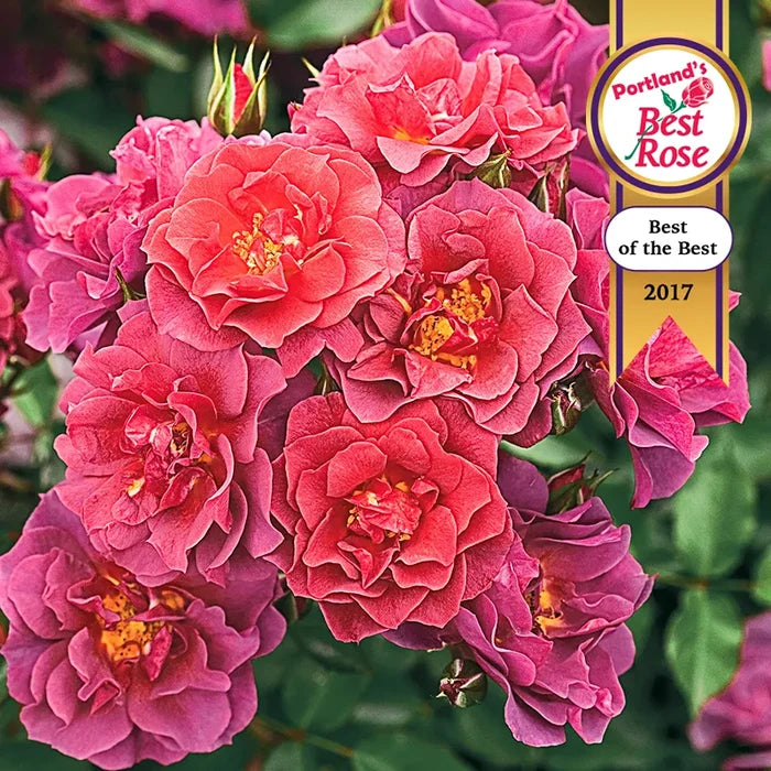 Cinco De Mayo™ Floribunda Rose