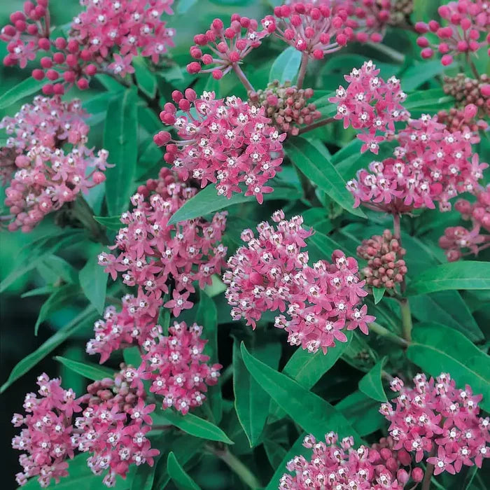 Cinderella Milkweed