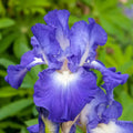 City Lights Reblooming Bearded Iris