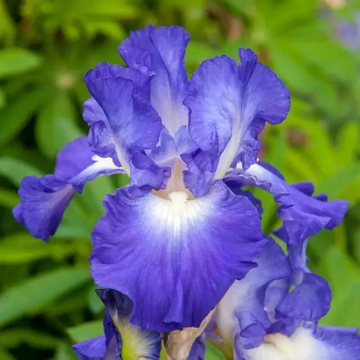 City Lights Reblooming Bearded Iris