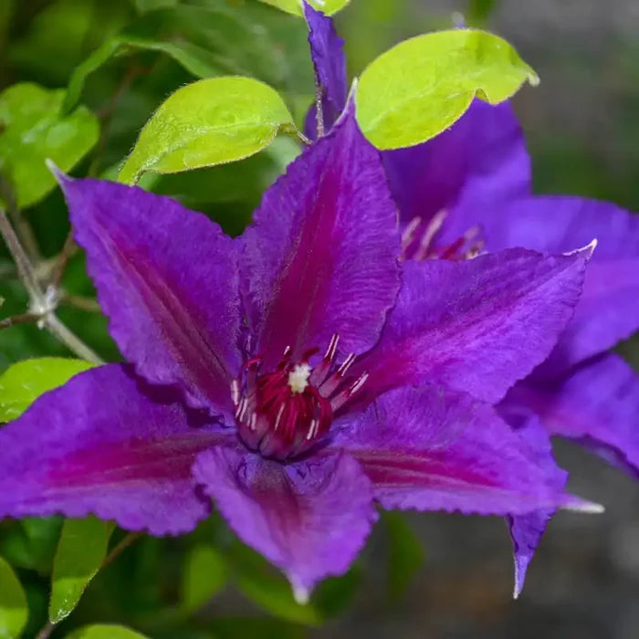 Clematis Edda™
