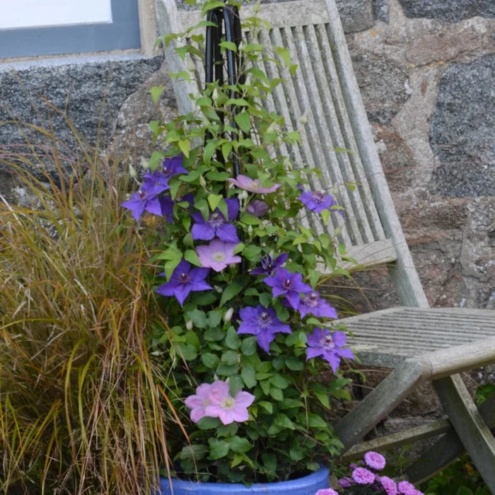 Clematis Edda™