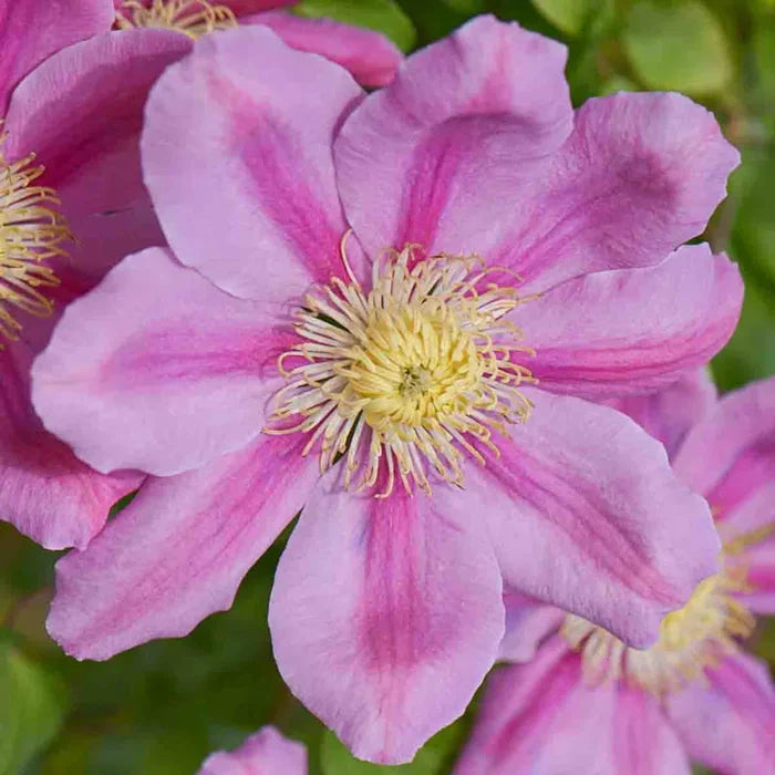 Clematis 'Pink Beauty'