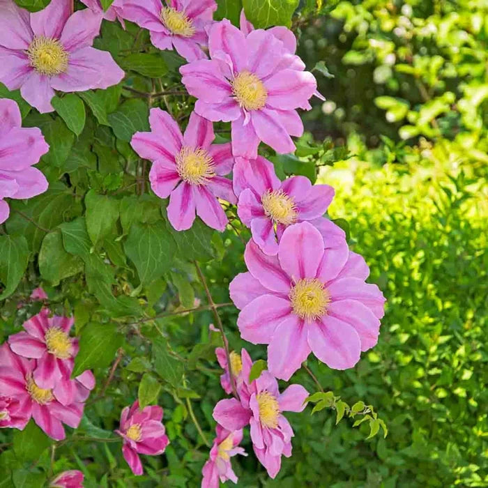 Clematis 'Pink Beauty'