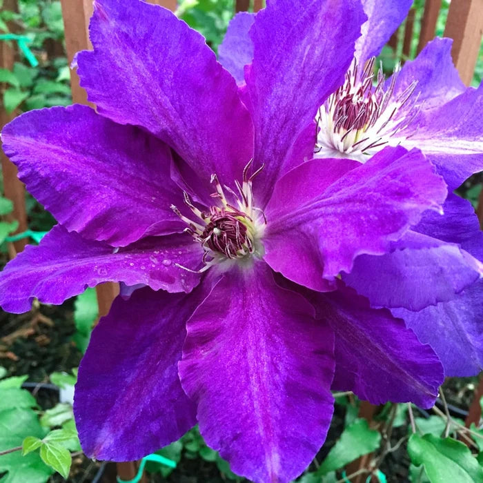 Clematis Plum Gorgeous Vancouver ™