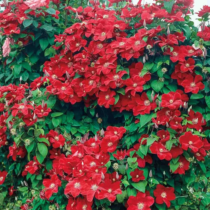 Clematis 'Rouge Cardinal'