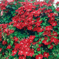 Clematis 'Rouge Cardinal'