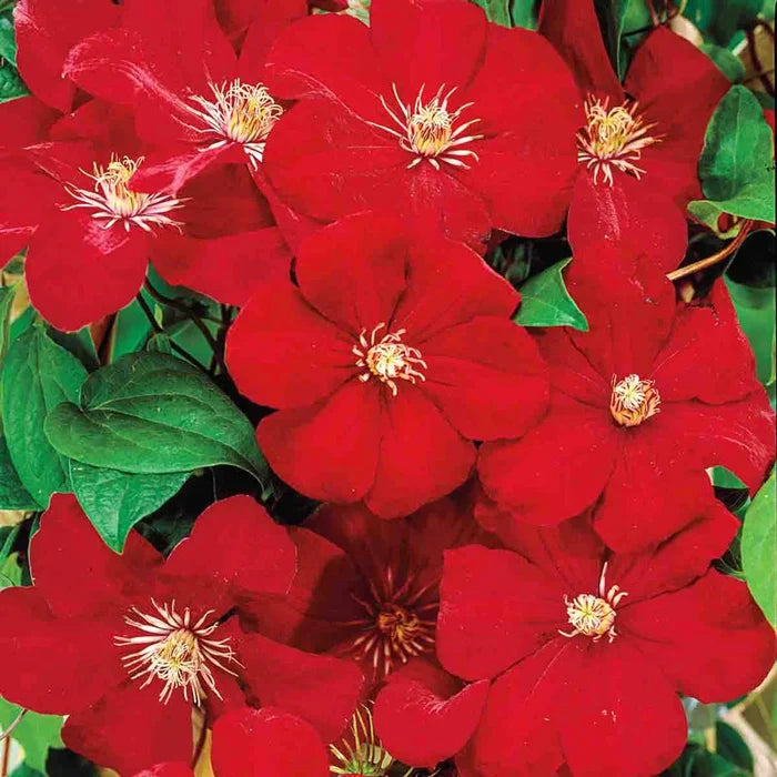 Clematis 'Rouge Cardinal'