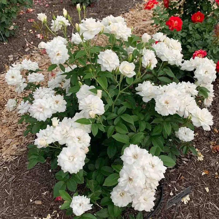 Climbing Iceberg Rose