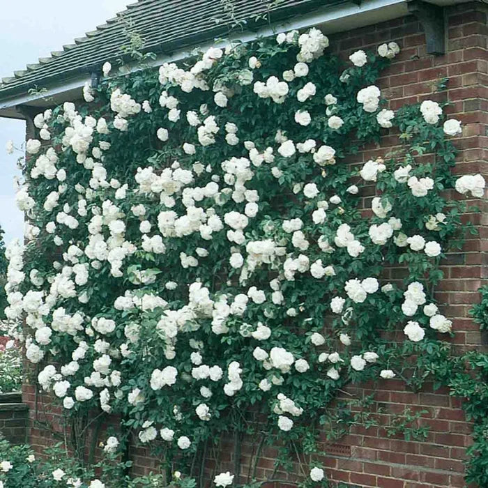 Climbing Iceberg Rose