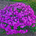 Cloudburst Phlox