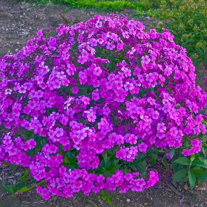 Cloudburst Phlox