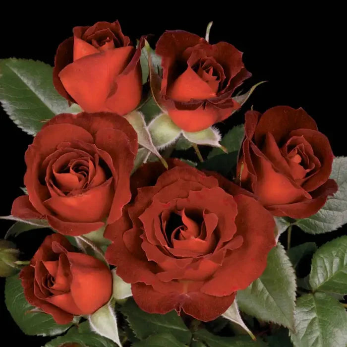 Coffee Bean™ Miniature Rose