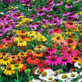 Coneflower Mix